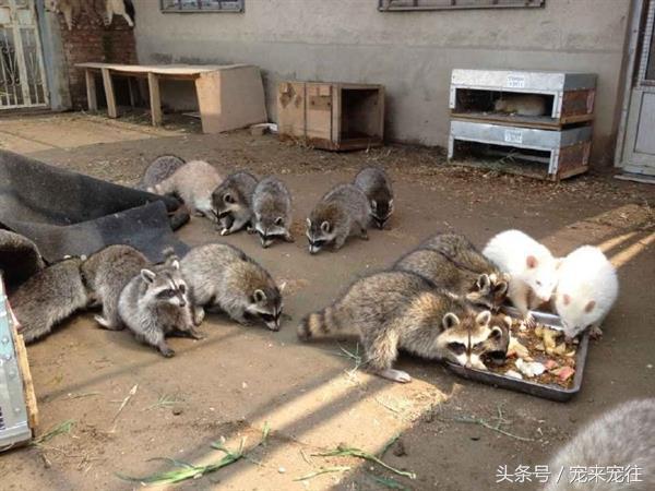 小浣熊为什么叫火箭,1w的小浣熊和几百的小浣熊区别