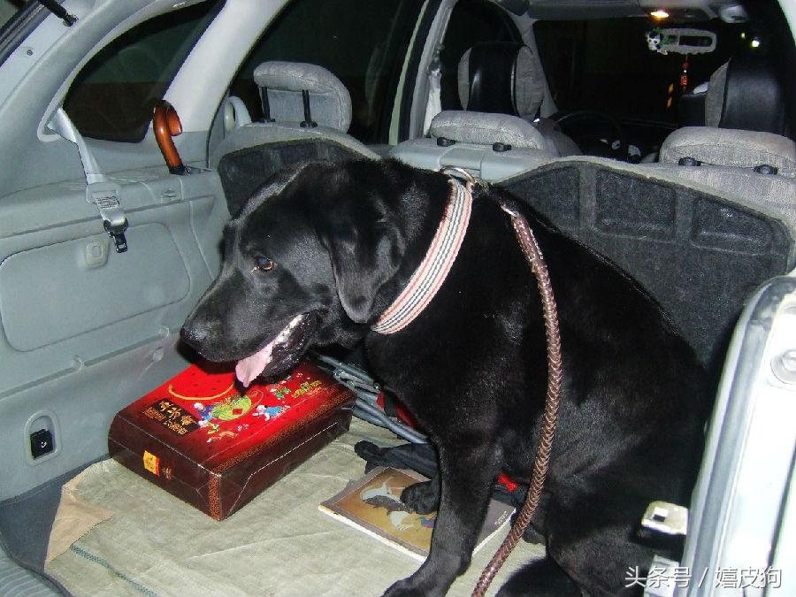 大狗黑色黄色,大狗黑灰色