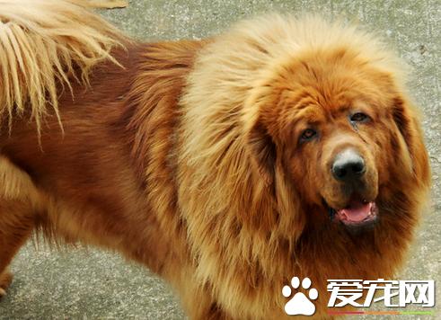 藏獒和土狗的幼崽,藏獒母狗怀孕20多天肚子有多大