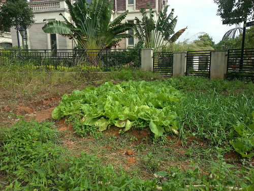 临深房价与深圳房价的关系,临深片区复式房房价