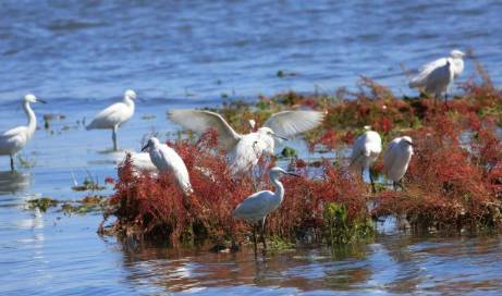 秦皇岛观鸟最有名的鸟,秦皇岛有哪些鸟