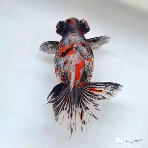 传统精品金鱼,鎏金金鱼哪些颜色最好看