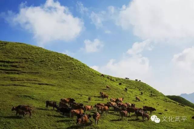 “牙人”、“相牛”——你知道这些即将失传的术语吗？