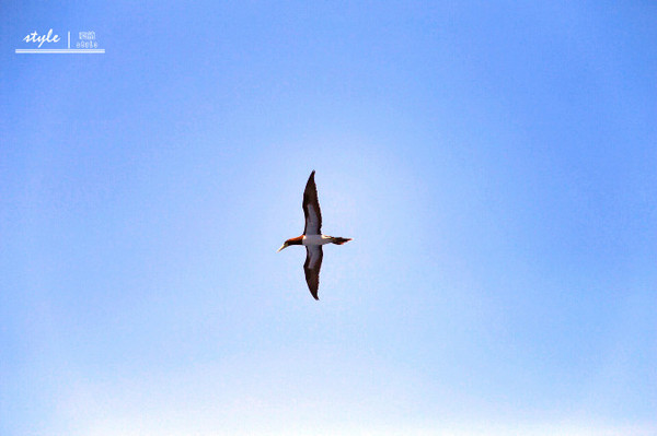 海洋神话号2018航线,海洋神话号在新加坡