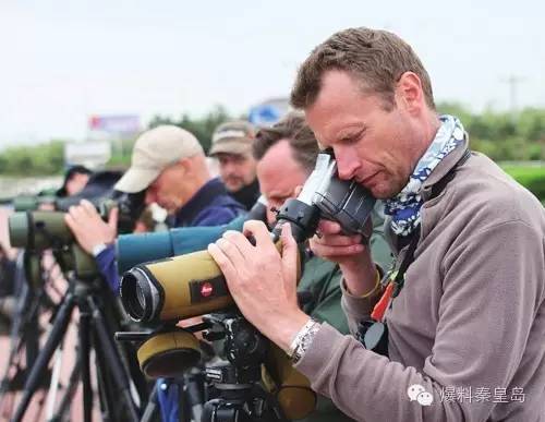 秦皇岛观鸟最有名的鸟,秦皇岛有哪些鸟
