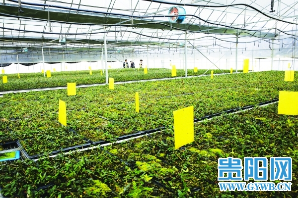 贵州省大健康医药产业发展现状,贵阳大健康产业发展