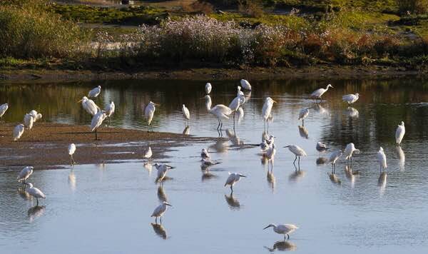 秦皇岛观鸟最有名的鸟,秦皇岛有哪些鸟