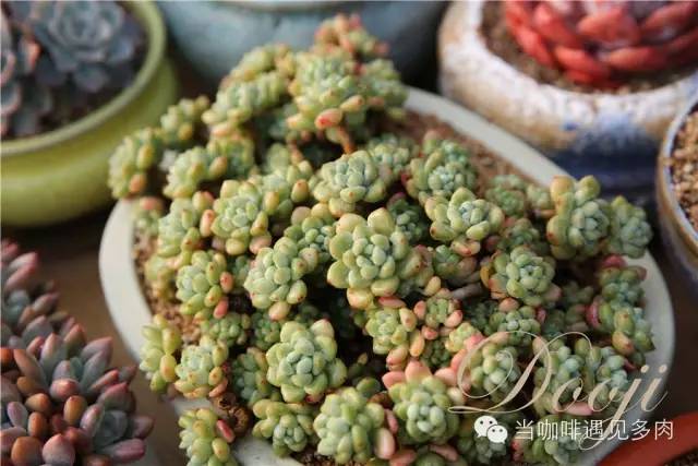 老桩大群多肉,大盆群生老桩图片大全