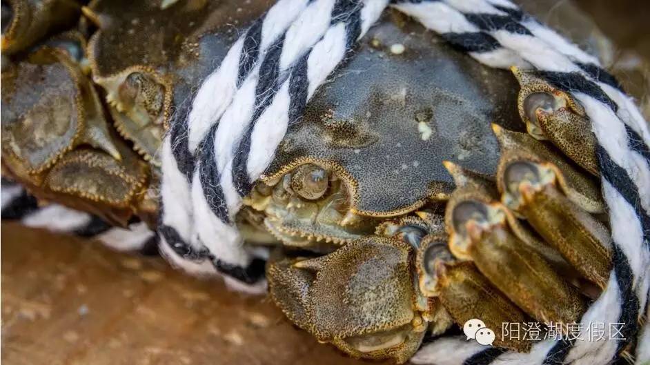 大闸蟹的保存方法要怎么弄,大闸蟹的几种保存方法珍藏