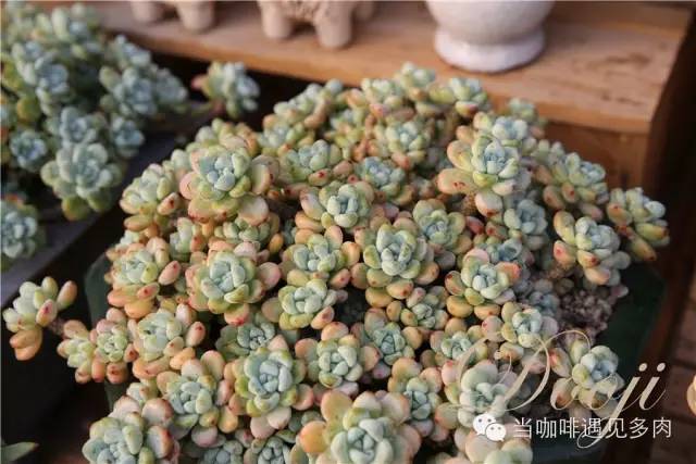 老桩大群多肉,大盆群生老桩图片大全