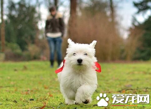 纯种西高地白梗掉毛吗,西高地白梗掉毛原因