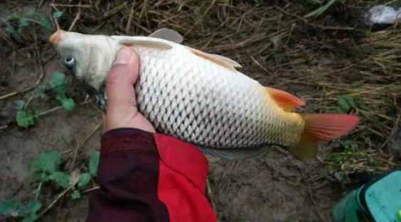 钓鱼人太牛！大风大雨中垂钓也能迎来鲤鲫大丰收