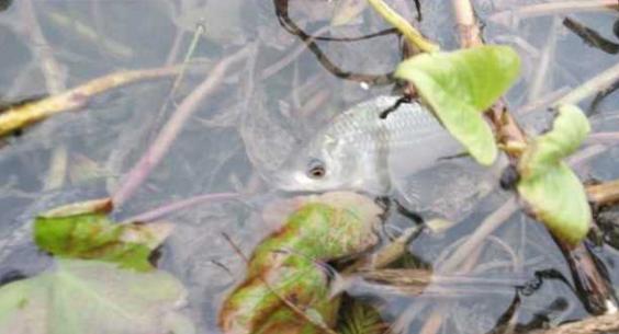 钓鱼人太牛！大风大雨中垂钓也能迎来鲤鲫大丰收