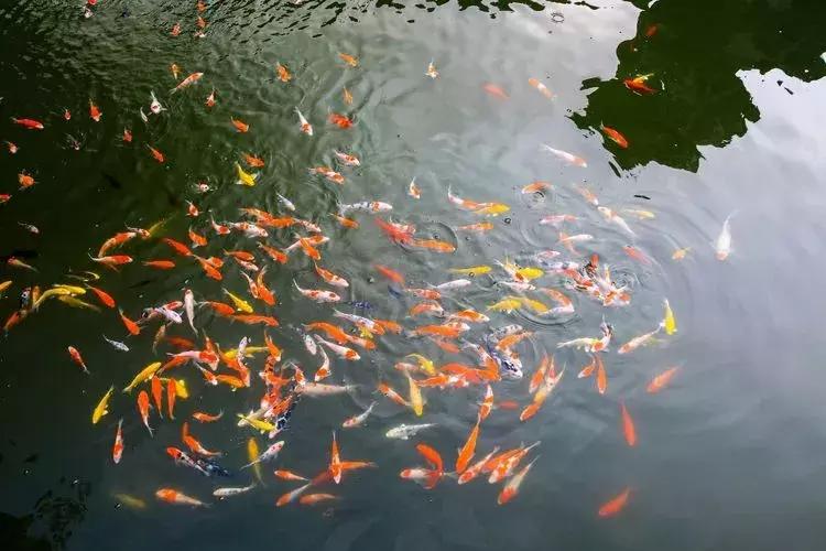 震泽古镇水岸寒舍,水岸寒舍