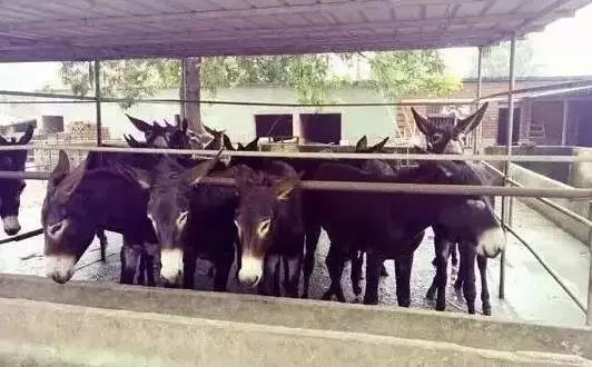 南京好玩的农家乐度假村排名,南京农家乐周末最值得一去的地方