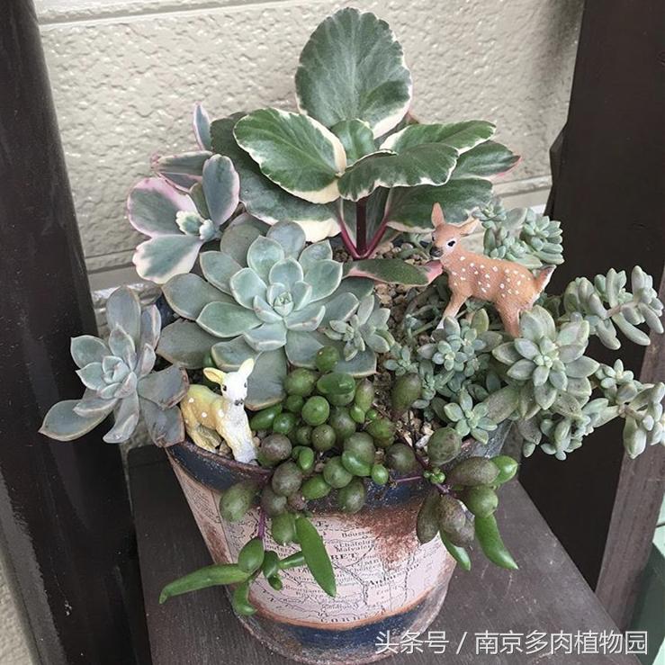 乐高积木成人款植物多肉,小玩具乐高