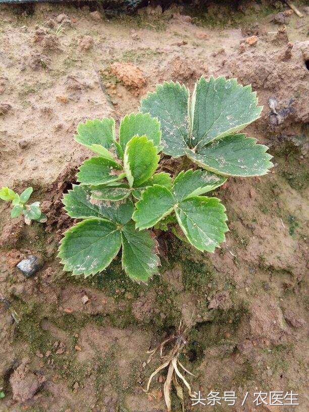 小白菜叶子烂了是什么原因,小白菜根部烂掉是怎么回事