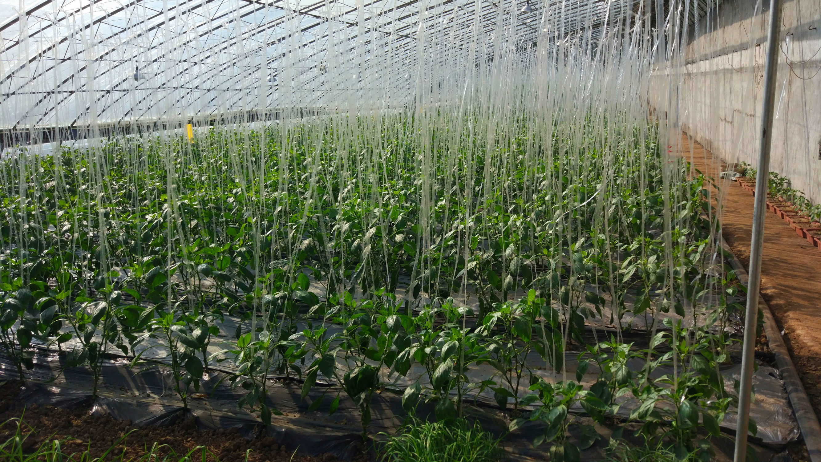 青州赤涧村数字乡村建设心得体会,青州弥河赤涧村