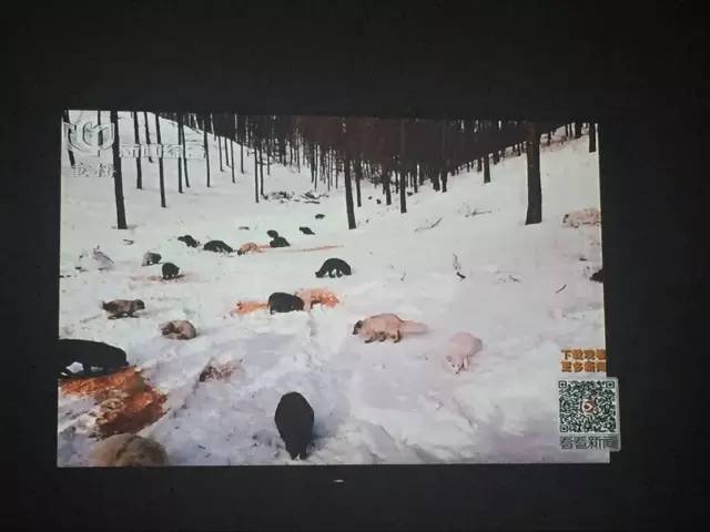 放生还是造孽完整版,有一种造孽叫做放生