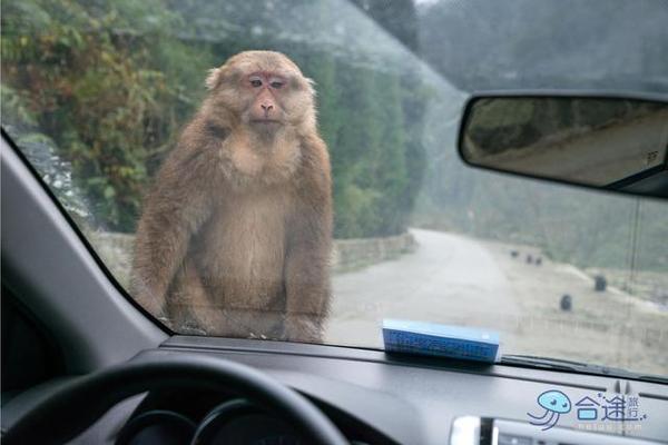 戏猴、爬山、观瀑布，那就跟我去卧龙谷！