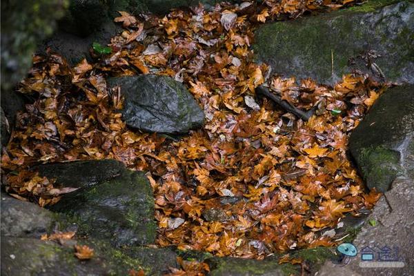 戏猴、爬山、观瀑布，那就跟我去卧龙谷！