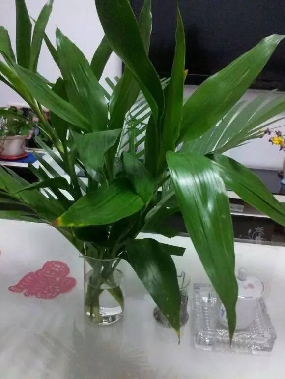 富贵竹里放铁钉,生锈的铁钉放到富贵竹