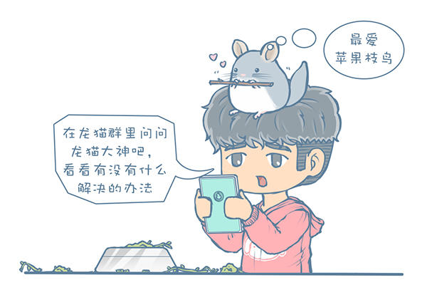 龙猫怎么才能不掉毛,龙猫挑食不吃主粮怎么办