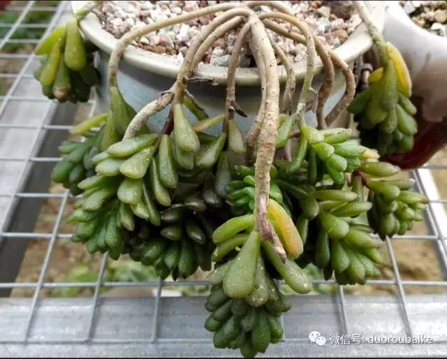 怎么把肉肉炼成冻不死的小强?