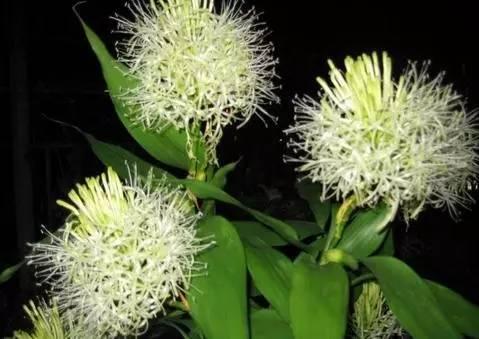 富贵竹里放铁钉,生锈的铁钉放到富贵竹