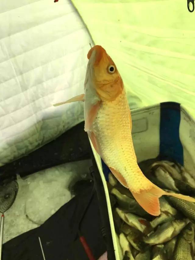 冰钓赛事,冰钓赛