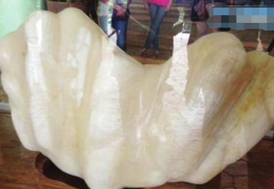 世界上贝壳里面最大的珍珠,最大珍珠贝壳