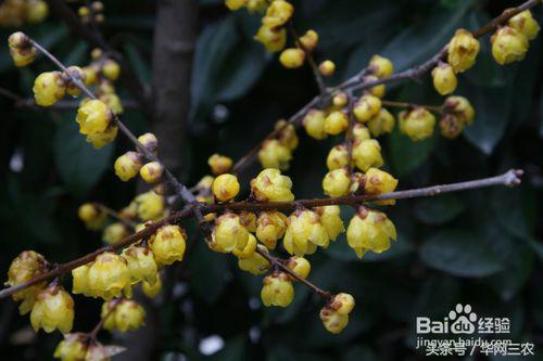 腊梅梅花修剪造型,素心腊梅怎么修剪