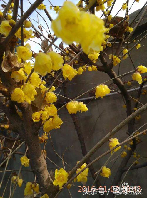 腊梅梅花修剪造型,素心腊梅怎么修剪