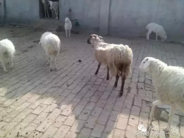 为什么羊群会出现羊欺负羊的现象,羊在放牧时总是啃土怎么回事