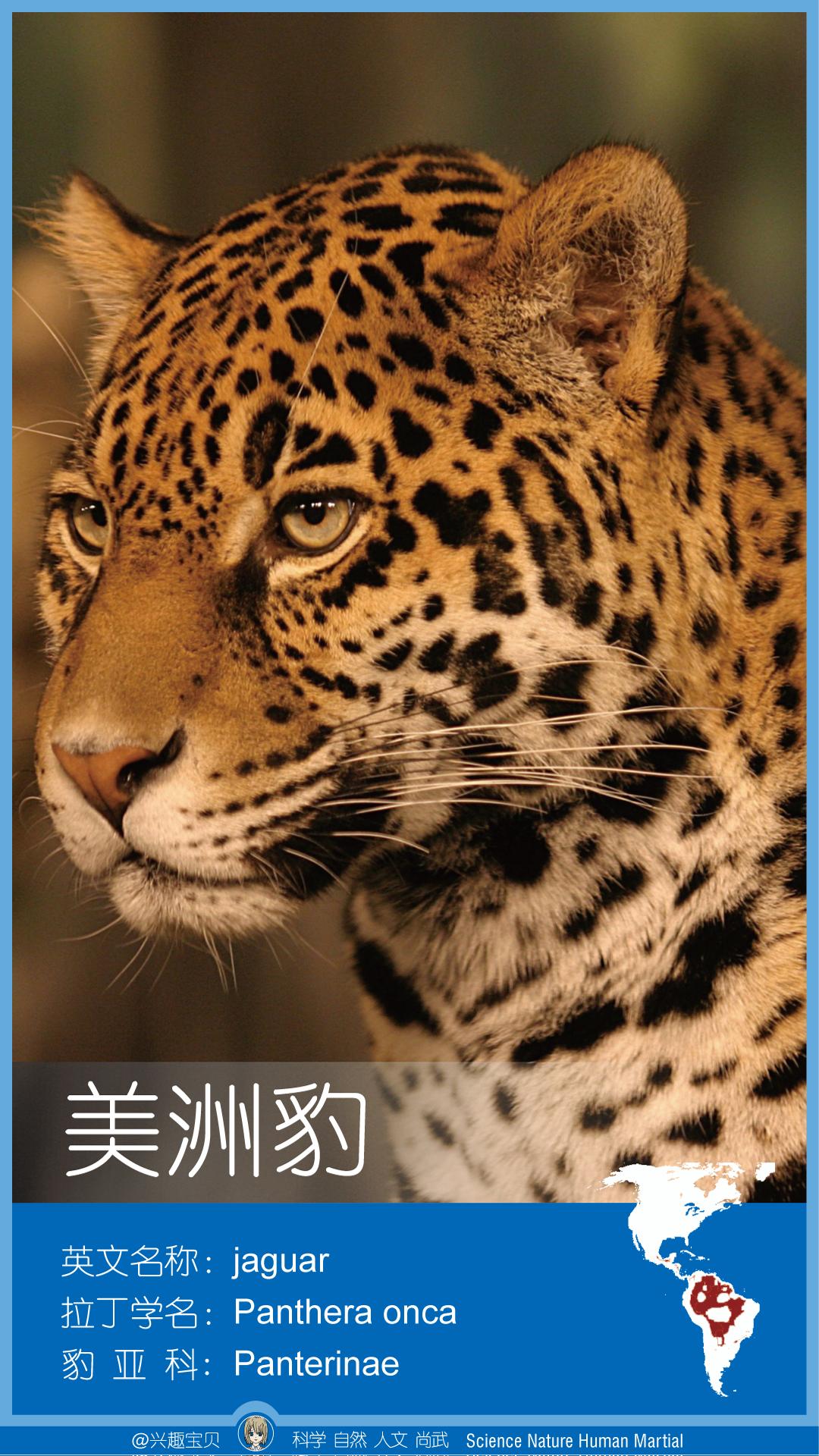 所有36种猫科动物排行,兴趣宝贝21期