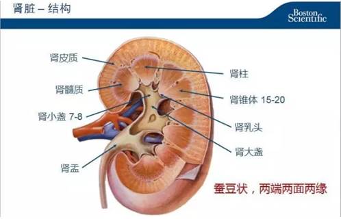 微创肾镜下肾结石碎石取石术,经皮肾镜肾结石激光碎石全过程