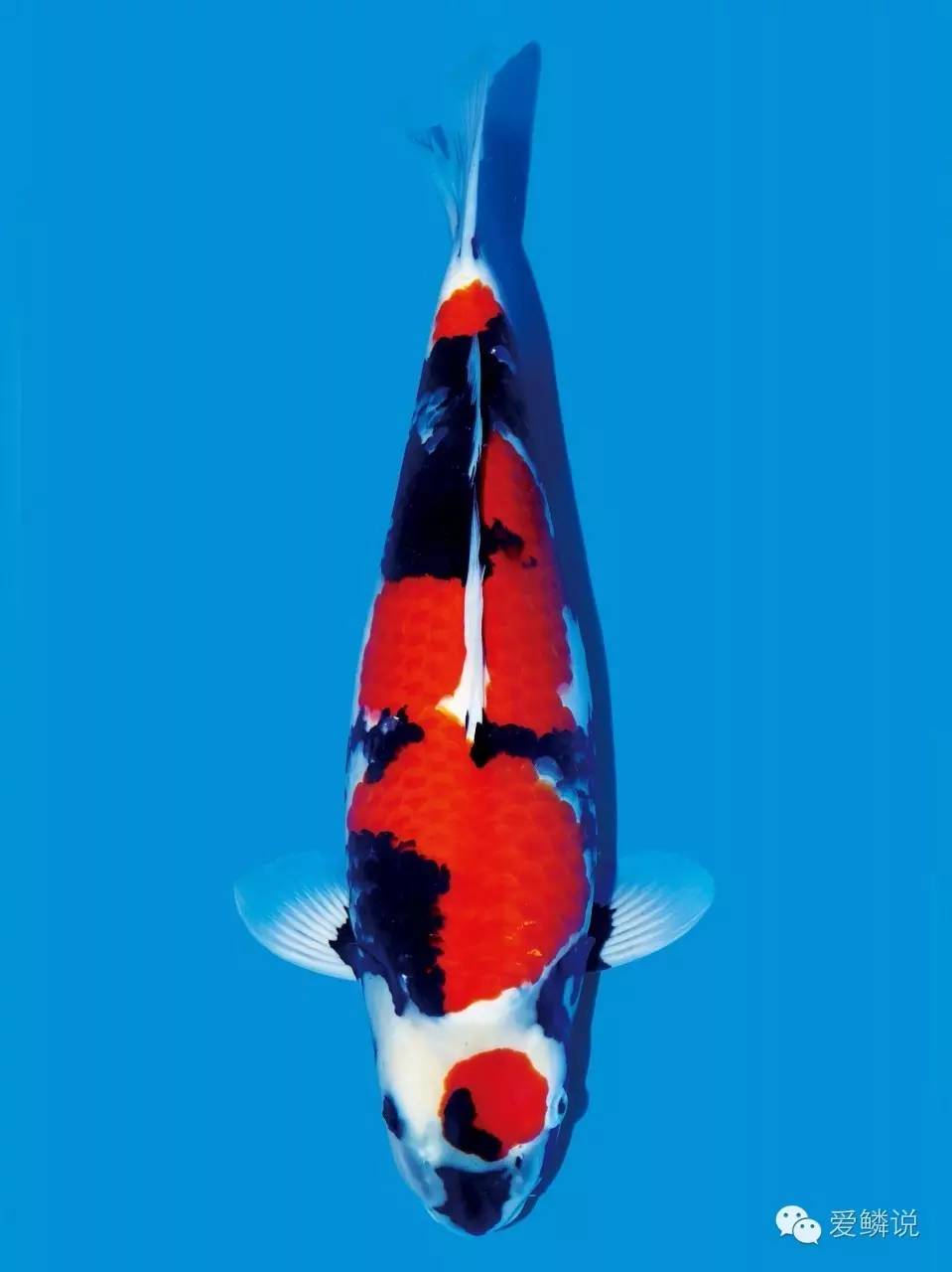 锦鲤身体弯了如何医治,锦鲤常见病与治疗书籍