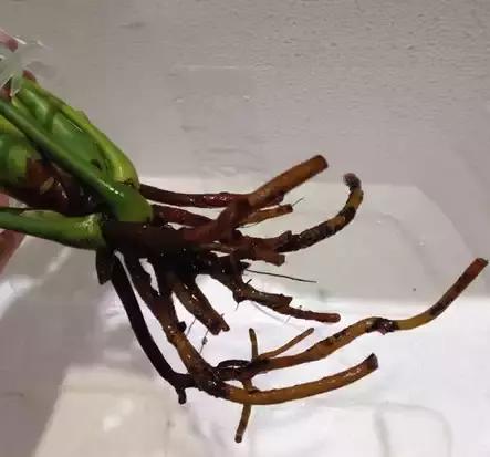 红掌烂根怎么处理最好,红掌烂根怎么救