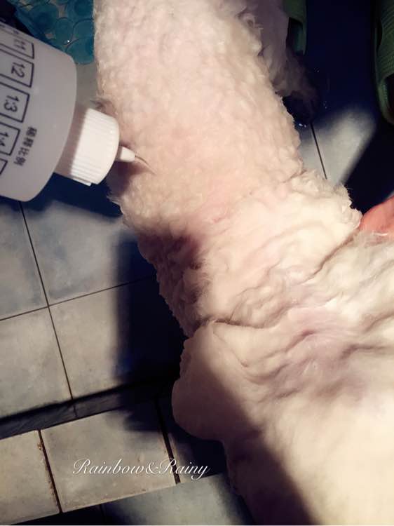 狗狗洗澡教程新手大型犬,狗狗洗澡教程新手入门