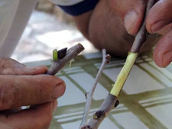 教你轻松完成果树、花木的嫁接，三种方法轻松掌握