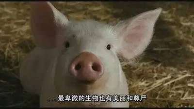 圣诞不知去哪,不如在家看这6部素食电影