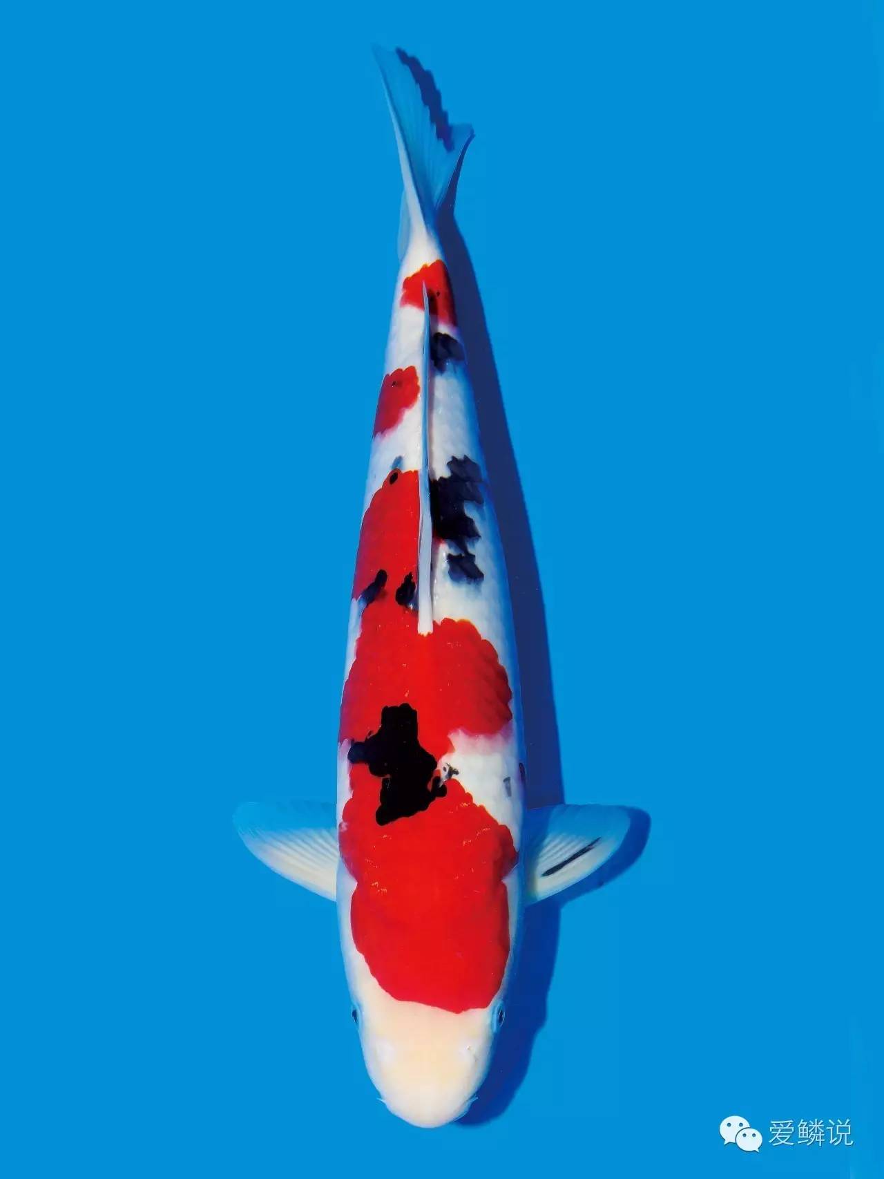 锦鲤身体弯了如何医治,锦鲤常见病与治疗书籍