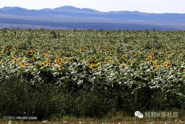 开着房车旅行说走就走,说走就走出去玩视频