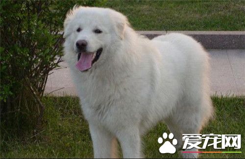 大白熊犬能看家护院吗,大白熊犬聪明排名