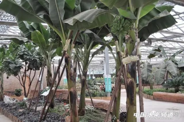 鱼虾住进光伏大棚，“头顶”还能发电