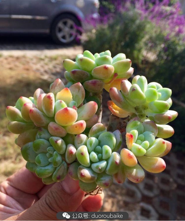 劳尔罗琦很香吗,劳尔与罗琦