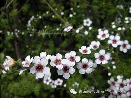 介绍新西兰特色的视频,新西兰植物