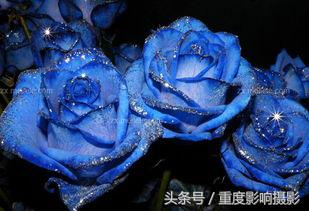 送你一束蓝色妖姬,送你一朵蓝色妖姬怎么回复