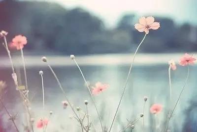 我心素已闲,我心素已闲原文