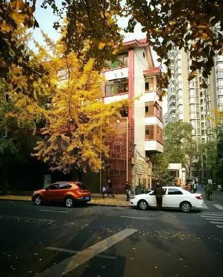 成都最后的银杏,成都附近最值得看的银杏